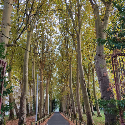 chocobelle@social.val-sans-retour.fr